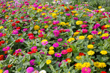 A garden alive with vibrant zinnias in full bloom, spreading joy and color.