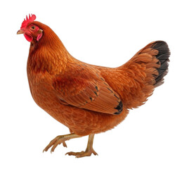 Fototapeta premium Brown Hen Chicken Walking with Red Comb cutout isolated on transparent bg, png