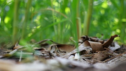 Low angle view of green plants growing with dry leaves on soil, natural environment and agriculture background