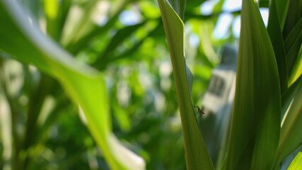 Close up of green corn plant leaves with sunlight and small insect, natural farming and agriculture background