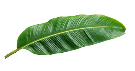 Single Green Banana Leaf green leaf isolated on a transparent background