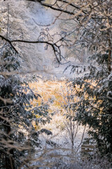 Sunlit grass swampy field with snow covered tree frames on the side on a cold winter day