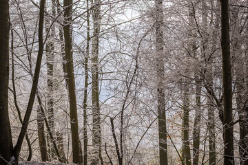 Foggy and moody cold winter scene at a park with dark bare tree silhouettes making a natural pattern texture