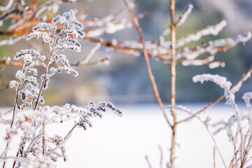 Delicate frosted plants in a serene winter landscape. Soft sunlight highlights the ice crystals, creating a peaceful, dreamy cold-weather scene perfect for seasonal visuals.