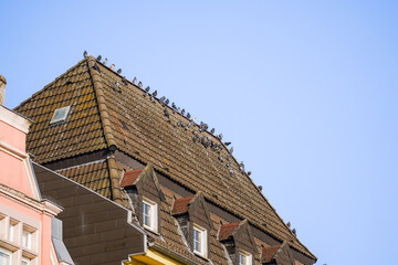 Big group of pigeons (Columba livia) sitting on steep rooftop of a old European building with blue sky background