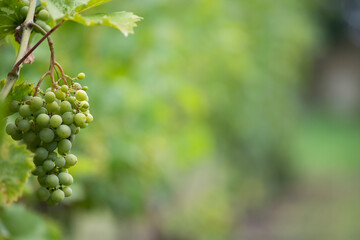 Green, unripe, young wine grapes in vineyard, early summer in vineyard