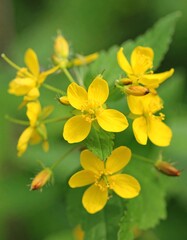 Cluster of vibrant yellow wildflowers