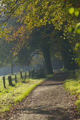 Naklejka premium morning mist and leaves shining in the sun, a fence by the field, beautiful forest path in autumn with morning mist and sunshine, colorful leaves on the forest floor, autumn colors in the forest