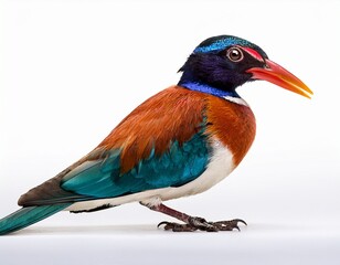 Fototapeta premium a colorful bird standing on a white background