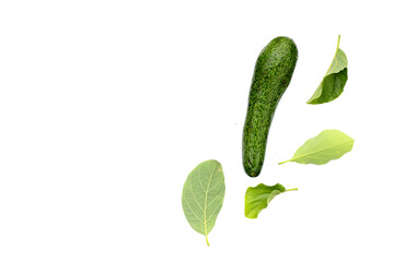 Long avocado fruit, Fresh long neck avocado