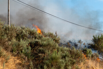 A Close up of a Raging Wildfire in a Dry Bush. Concept The destructive power of fire.