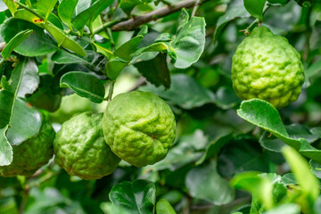 Bergamot, Fresh green bergamot fruit hanging from branch. bergamot tree garden and healthy food concept, group of bergamot,Bergamot medicinal plants with many