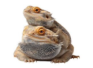 Stacked Bearded Dragons: A Unique Reptile Portrait isolated on a transparent background