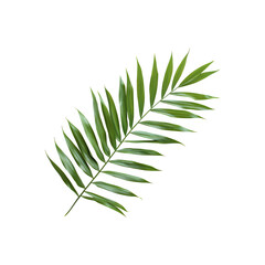 Fototapeta premium Palm leaf with distinct fronds and lush green foliage