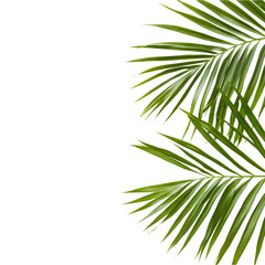 Obraz premium Palm leaf with distinct fronds and lush green foliage