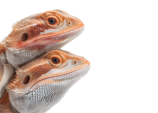 Dual Bearded Dragon Portrait: Exotic Reptile Close-up isolated on a transparent background