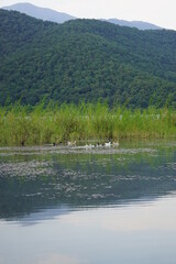 A group of ducks swimming near reeds at the Nohur Lake in Azerbaijan