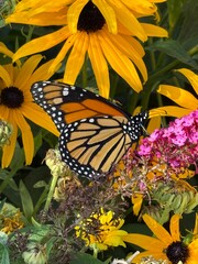monarch butterfly or simply monarch (Danaus plexippus)