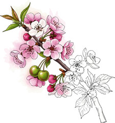 Conceptual Art Sketch Style A Cherry Branch with Blossoms and Fruit