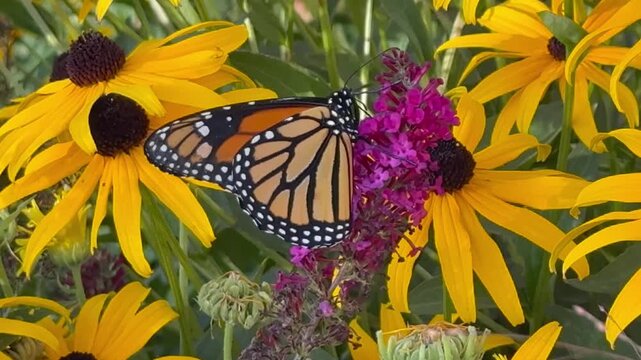 monarch butterfly or simply monarch (Danaus plexippus)