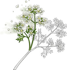 Fototapeta premium Conceptual Art Sketch Style Flowering Cilantro