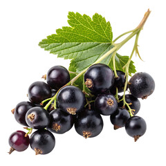 A bunch of blackcurrants isolated on a transparent background
