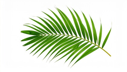 Fototapeta premium Single green palm leaf with central stem and symmetrical slender leaflets; isolated on a clean background