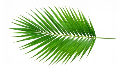 Obraz premium Single green palm leaf with central stem and symmetrical slender leaflets; isolated on a clean background