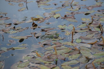 A sitting frog on floating leaves inflating its vocal sacs at the Nohur Lake in Azerbaijan