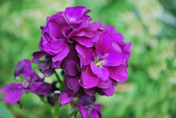 Fototapeta premium Macro shot of vibrant purple fuchsia flower in bloom, soft blurred background with delicate focus on petals and natural details