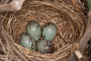 Obraz premium Red-winged Blackbird nest and eggs taken in central MN in the wild