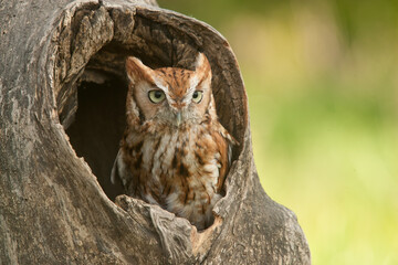 Eastern Screech-owl taken in southern MN under controlled conditions