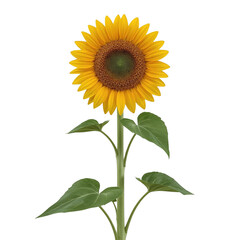 Obraz premium Vibrant sunflower blossom captured in high detail against a clean transparent setting creates a