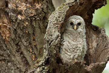 Barred Owl taken in southern MN