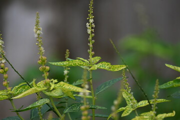 Croton bonplandianus plant flower. It is a perennial herb with medicinal properties, often used in traditional medicine to treat various ailments.
