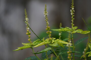 Croton bonplandianus plant flower. It is a perennial herb with medicinal properties, often used in traditional medicine to treat various ailments.