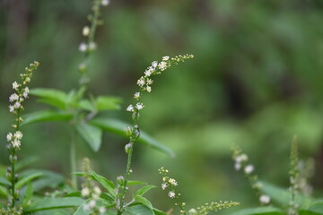 Croton bonplandianus plant flower. It is a perennial herb with medicinal properties, often used in traditional medicine to treat various ailments.