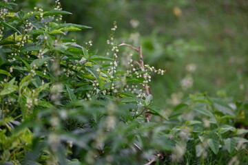 Croton bonplandianus plant flower. It is a perennial herb with medicinal properties, often used in traditional medicine to treat various ailments.