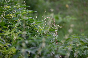 Croton bonplandianus plant flower. It is a perennial herb with medicinal properties, often used in traditional medicine to treat various ailments.