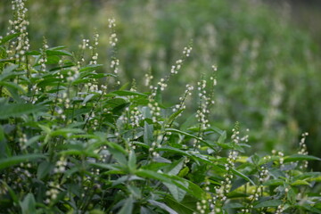 Croton bonplandianus plant flower. It is a perennial herb with medicinal properties, often used in traditional medicine to treat various ailments.