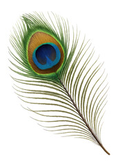 Fototapeta premium Single peacock feather with distinctive eye pattern.