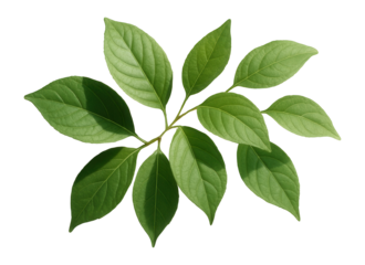 Natural tree leaves casting shadow on a white wall.