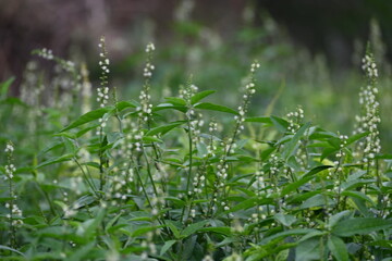 Croton bonplandianus plant flower. It is a perennial herb with medicinal properties, often used in traditional medicine to treat various ailments.