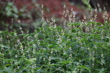 Croton bonplandianus plant flower. It is a perennial herb with medicinal properties, often used in traditional medicine to treat various ailments.