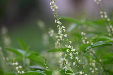 Croton bonplandianus plant flower. It is a perennial herb with medicinal properties, often used in traditional medicine to treat various ailments.