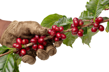 Hand holding ripe coffee cherries with green leaves, showcasing the harvest process in coffee cultivation.