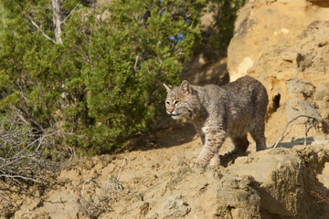 Bobcat on rocks taken in western North Dakota