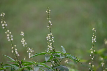Croton bonplandianus plant flower. It is a perennial herb with medicinal properties, often used in traditional medicine to treat various ailments.