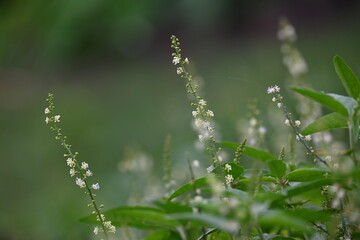 Croton bonplandianus plant flower. It is a perennial herb with medicinal properties, often used in traditional medicine to treat various ailments.