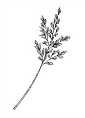 Meadow wild spikelet monochrome vector isolated illustration in outline linear style. Field grass spike with seeds graphic sketch. Floral elopement for botanical design, organic product packaging